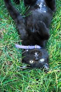 A baby medium-sized female Black Domestic Short Hair cat named Maven for adoption in Salt Lake City, UT