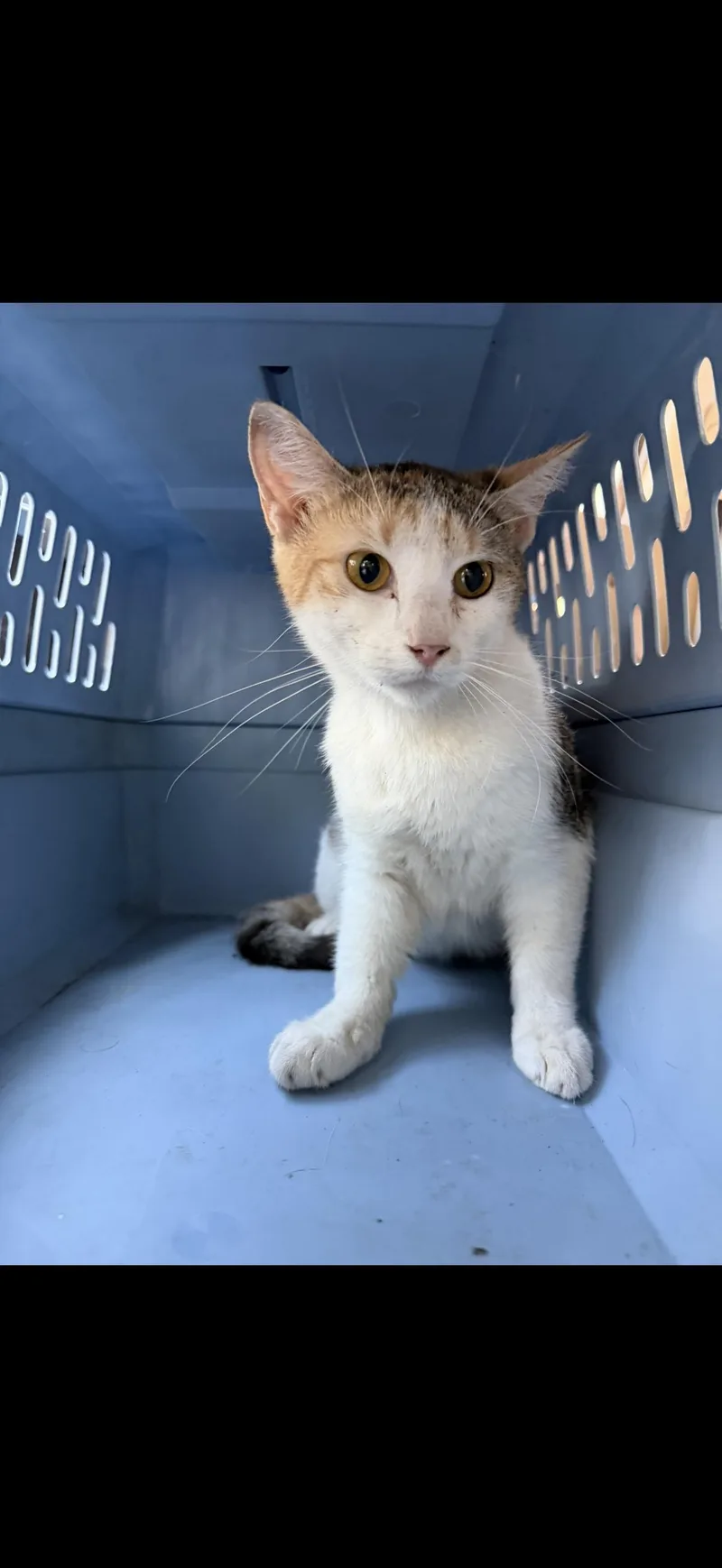 An adult medium-sized female Calico cat named Snow white for adoption in fennville, MI