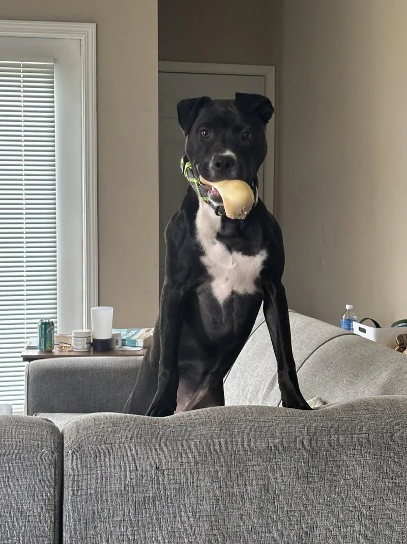 A baby medium-sized female Pit Bull Terrier dog named Orchid for adoption in Fort Wayne, IN