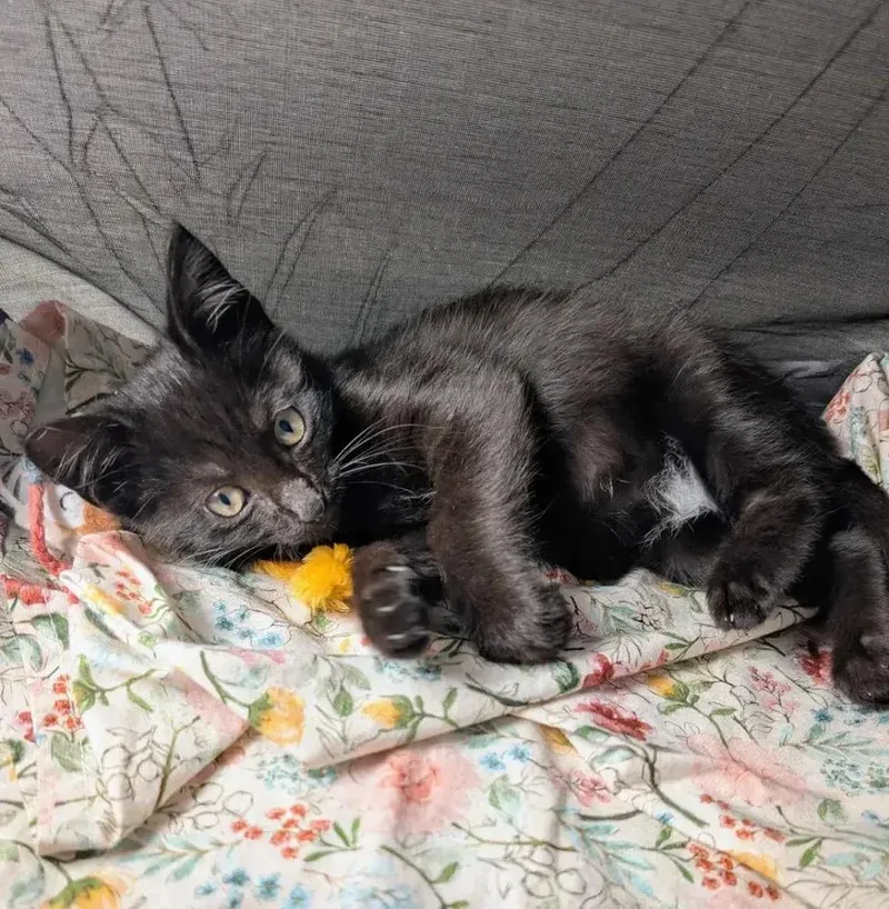 A baby small-sized female Black & White / Tuxedo American Shorthair cat named Avacado for adoption in Cohoes, NY