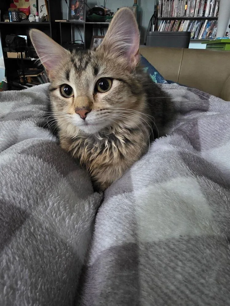 A baby small-sized female Tabby (Brown / Chocolate) Domestic Medium Hair cat named Cerelia for adoption in West Mifflin, PA