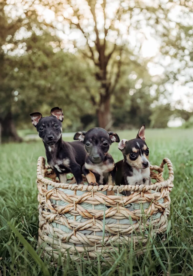 A baby small-sized female Black Chihuahua dog named Lucy for adoption in Kannapolis, NC