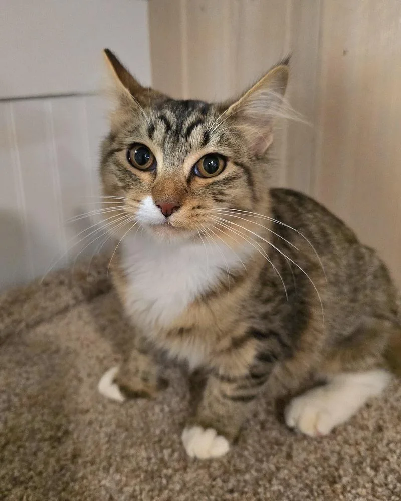 A baby small-sized female Domestic Medium Hair cat named Sofia for adoption in Vancouver, WA
