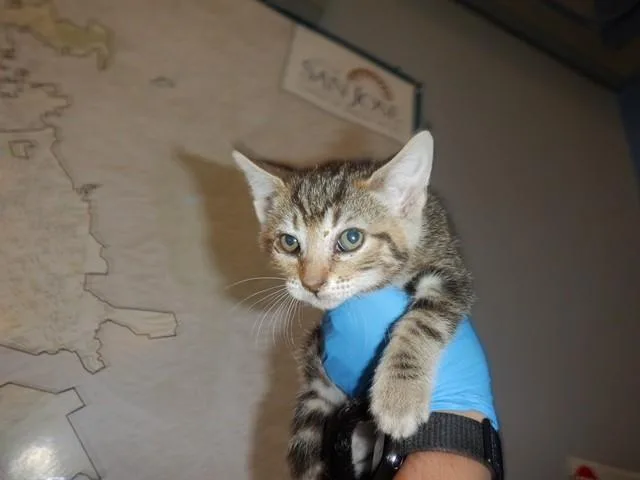 A baby small-sized male Domestic Short Hair cat named Cyrus for adoption in San Jose, CA