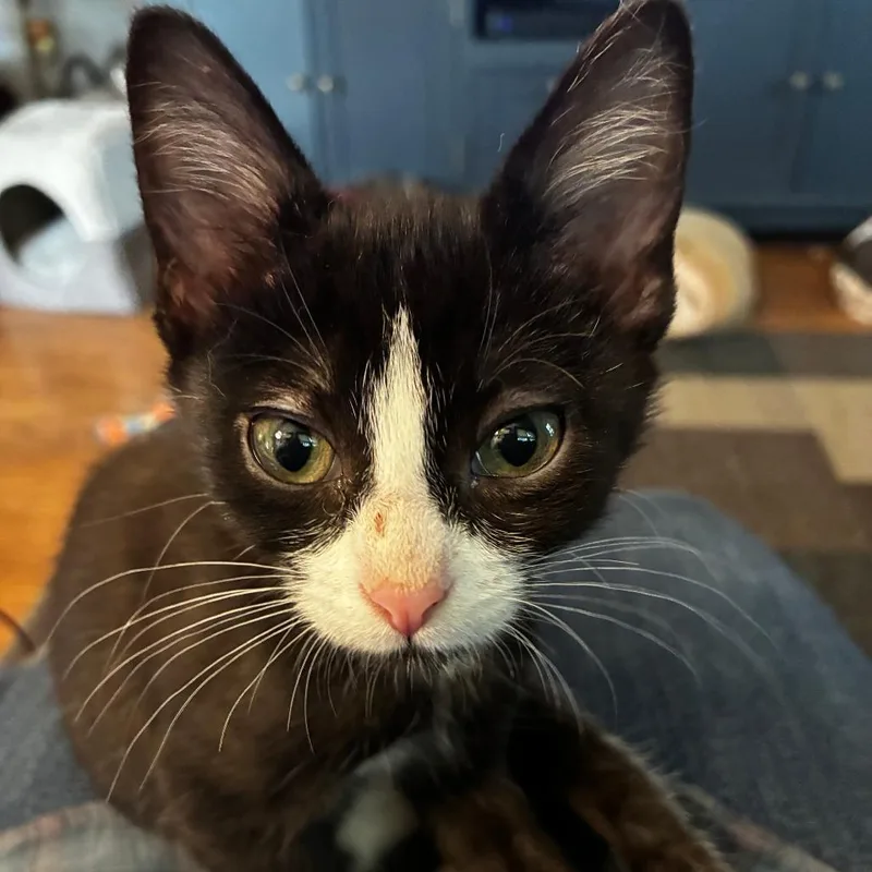 A baby small-sized female Black & White / Tuxedo Domestic Short Hair cat named Phoenix for adoption in Madison, WI