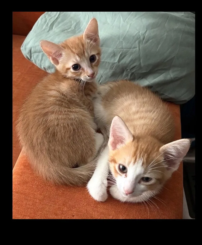 A baby medium-sized female Orange / Red Domestic Short Hair cat named John And Olivia for adoption in Brooklyn, NY