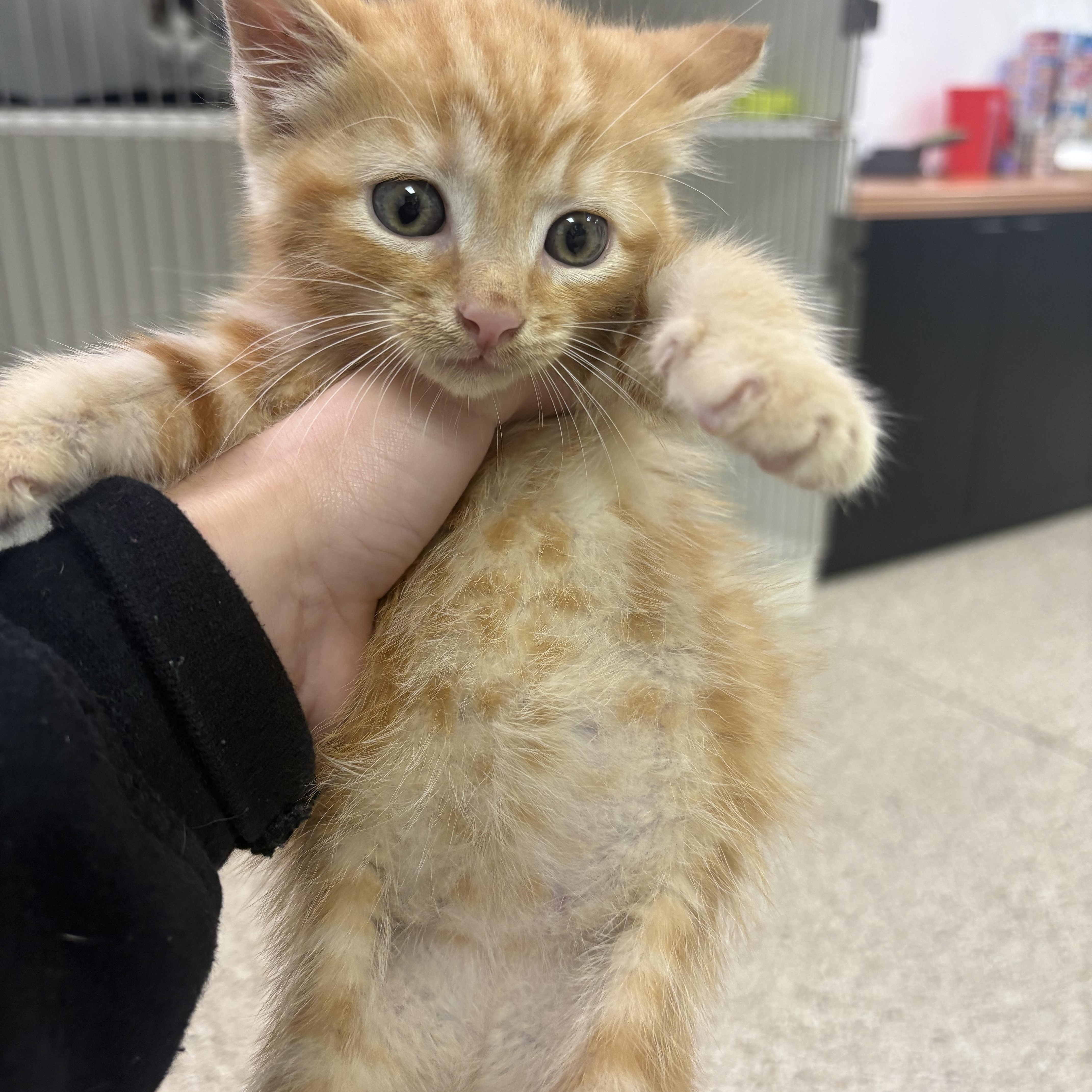 A baby medium-sized female Domestic Short Hair cat named Margarita for adoption in Blue Springs, MO