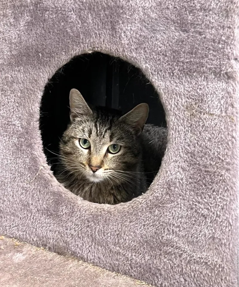 A young medium-sized male Domestic Medium Hair cat named Sebastian for adoption in Ellijay, GA