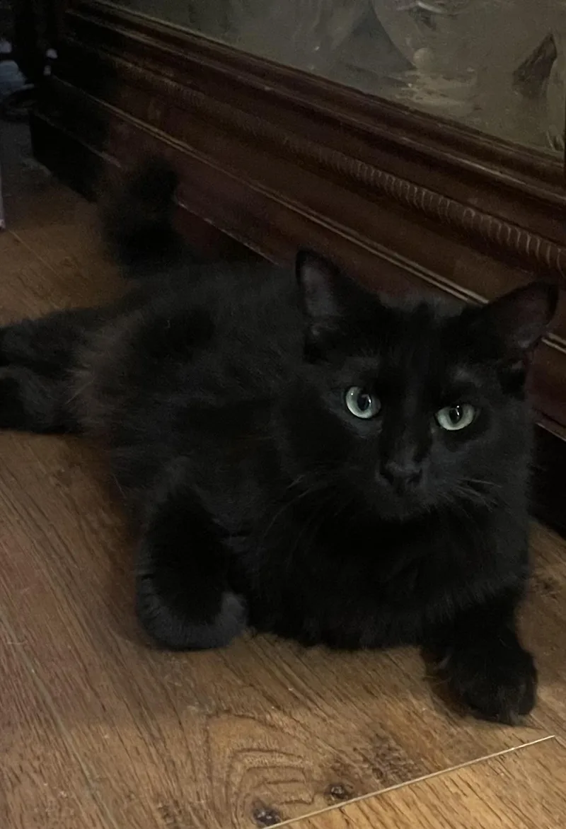 A young medium-sized male Domestic Medium Hair cat named Yodie for adoption in san antonio, TX