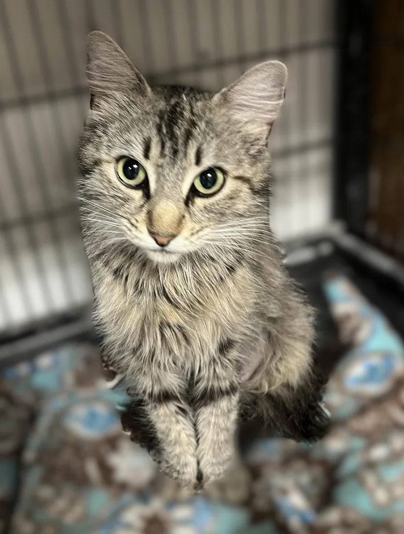 Savannah