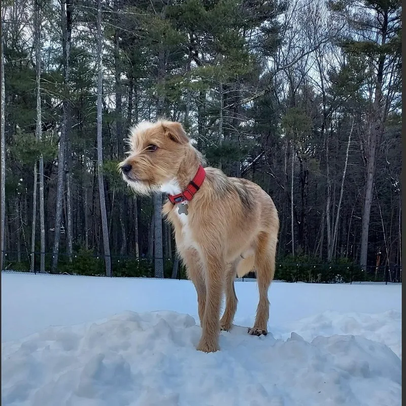 A baby medium-sized male Border Terrier dog named Cheeto for adoption in Norwalk, CT