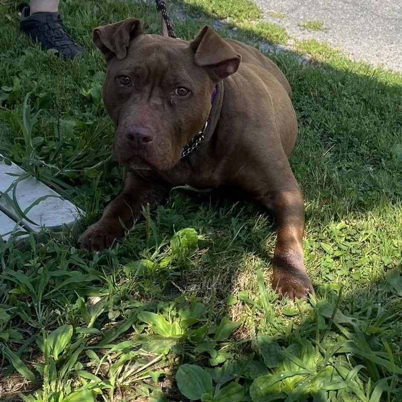 Tiramisu thumbnail 2