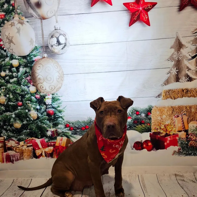 Tiramisu thumbnail 3