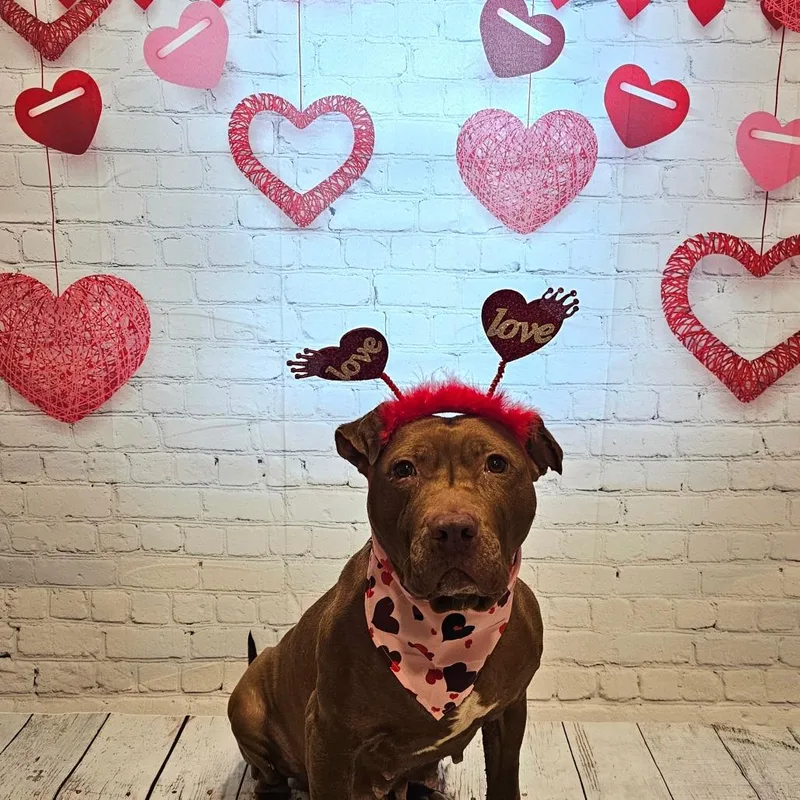 Tiramisu thumbnail 5