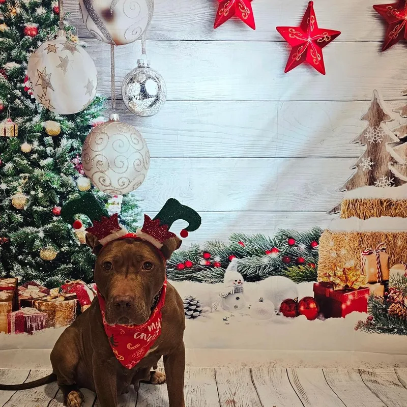 Tiramisu thumbnail 6