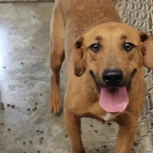 An adult medium-sized female Golden Mixed Breed dog named Honey for adoption in Brooksville, KY