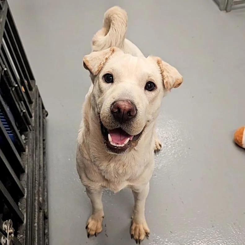 A young medium-sized female White / Cream Mixed Breed dog named Truffle for adoption in Allentown, PA