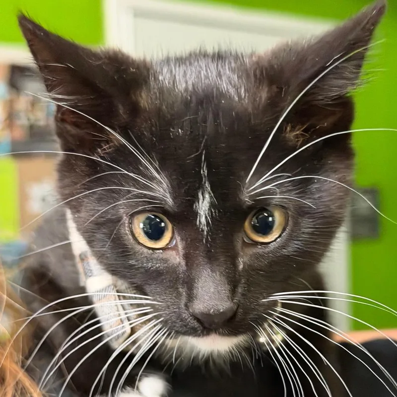 A baby small-sized male Black Domestic Medium Hair cat named Totter for adoption in Edwardsville, IL