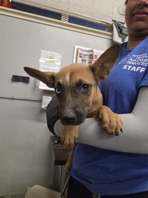 A baby medium-sized female Pit Bull Terrier dog named A for adoption in Camarillo, CA