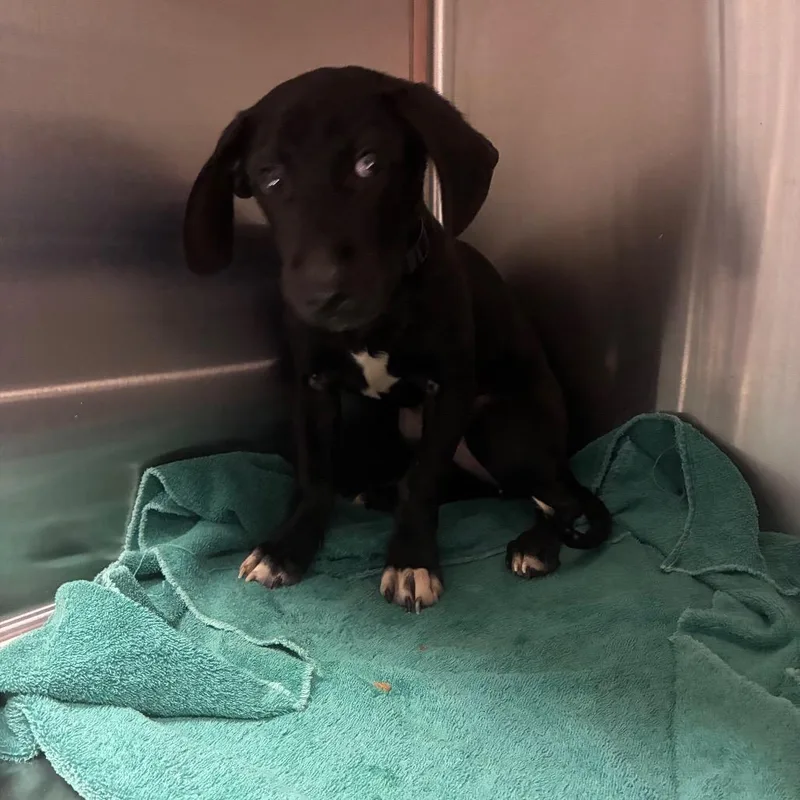 A young small-sized female Terrier dog named Millie for adoption in Greensboro, NC