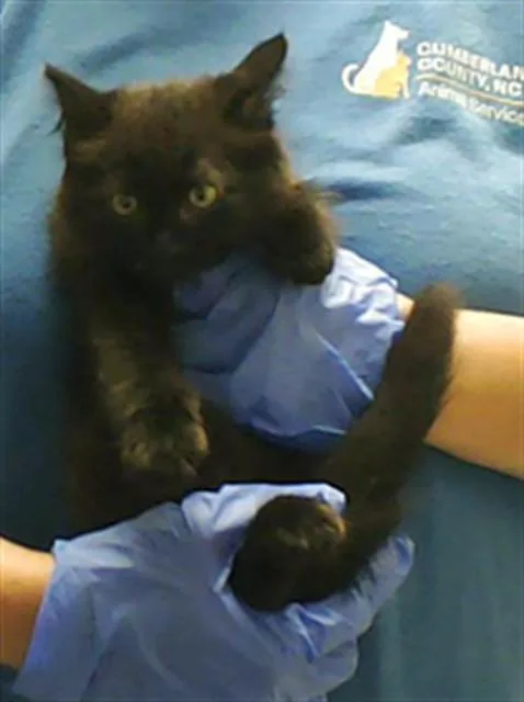 A baby small-sized female Domestic Medium Hair cat named Lyria for adoption in Fayetteville, NC