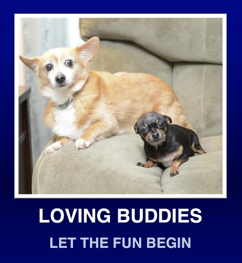A young small-sized female Red / Chestnut / Orange Corgi dog named Babz & Budy for adoption in Morrisville, PA