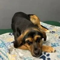 A young medium-sized male Bicolor Hound dog named Spunky for adoption in Bryson City, NC