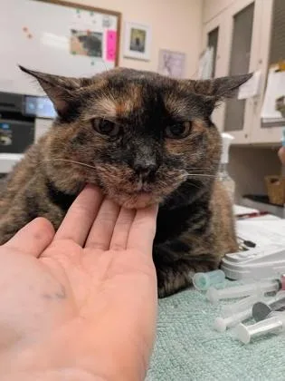 A senior large-sized female Domestic Short Hair cat named Ginger for adoption in Palm Coast, FL