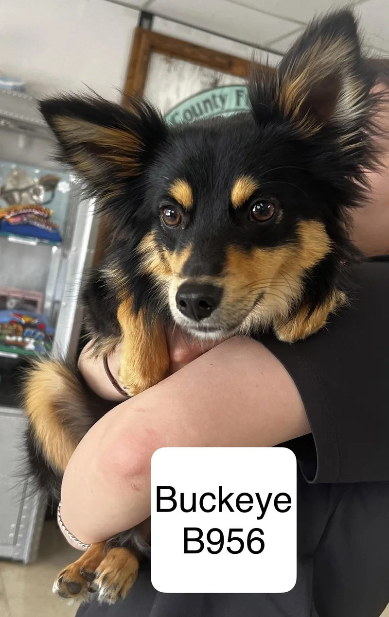 A young small-sized male Black Australian Shepherd dog named Buckeye for adoption in Morganton, NC