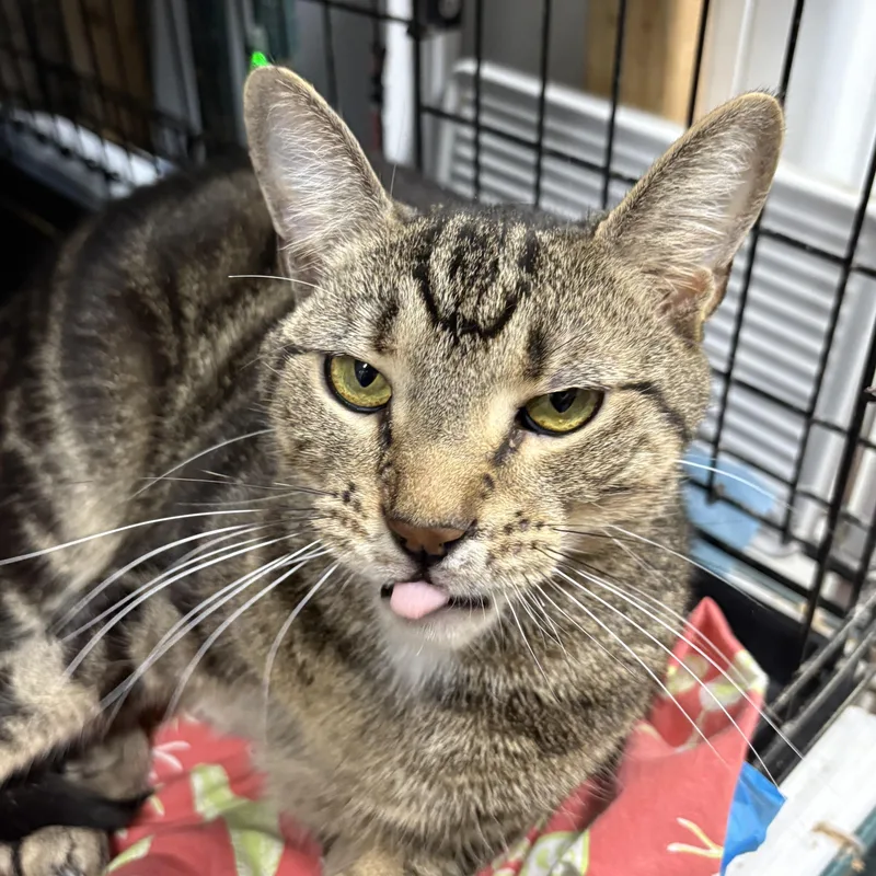 Sailor N.  Sweet thumbnail 4