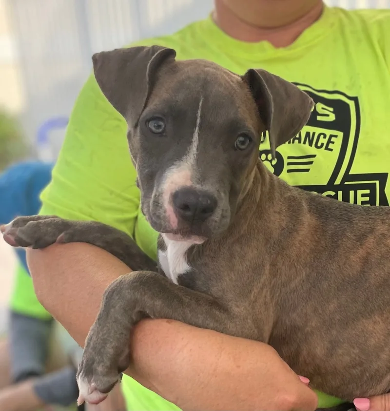 Lollipop thumbnail 3