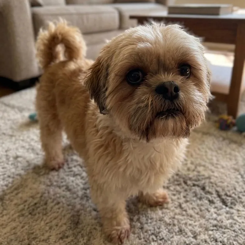 A senior medium-sized male Shih Tzu dog named Winston for adoption in Pittsfield, IL