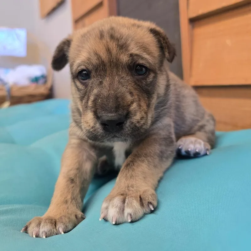 Huckleberry thumbnail 3