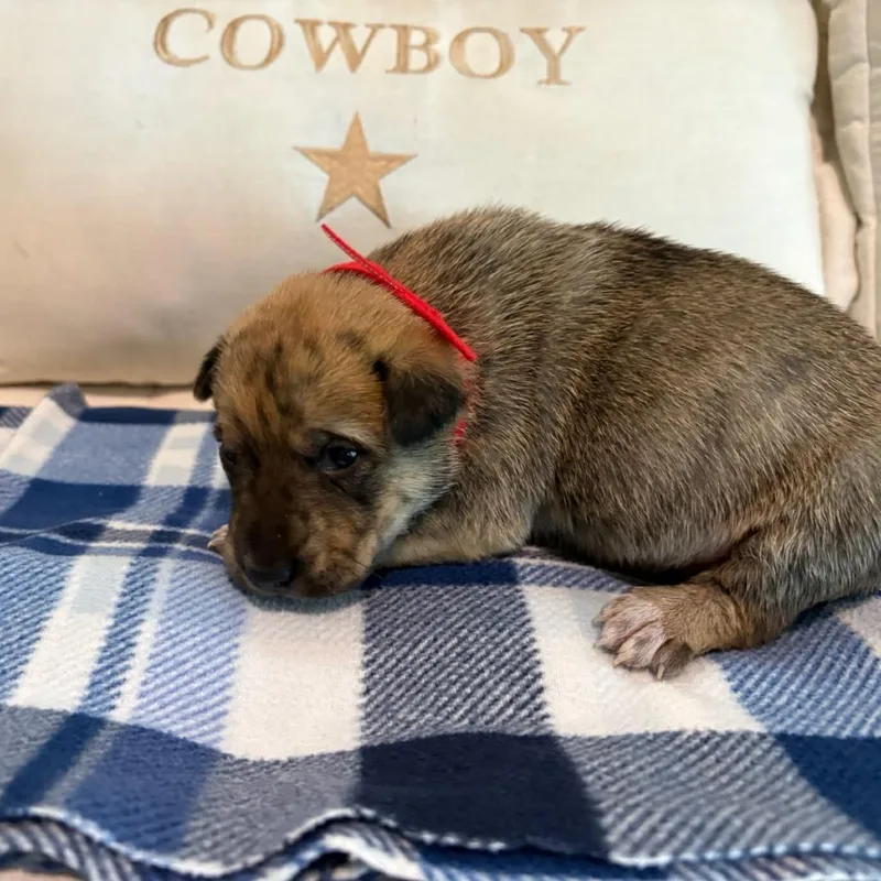 Huckleberry thumbnail 4