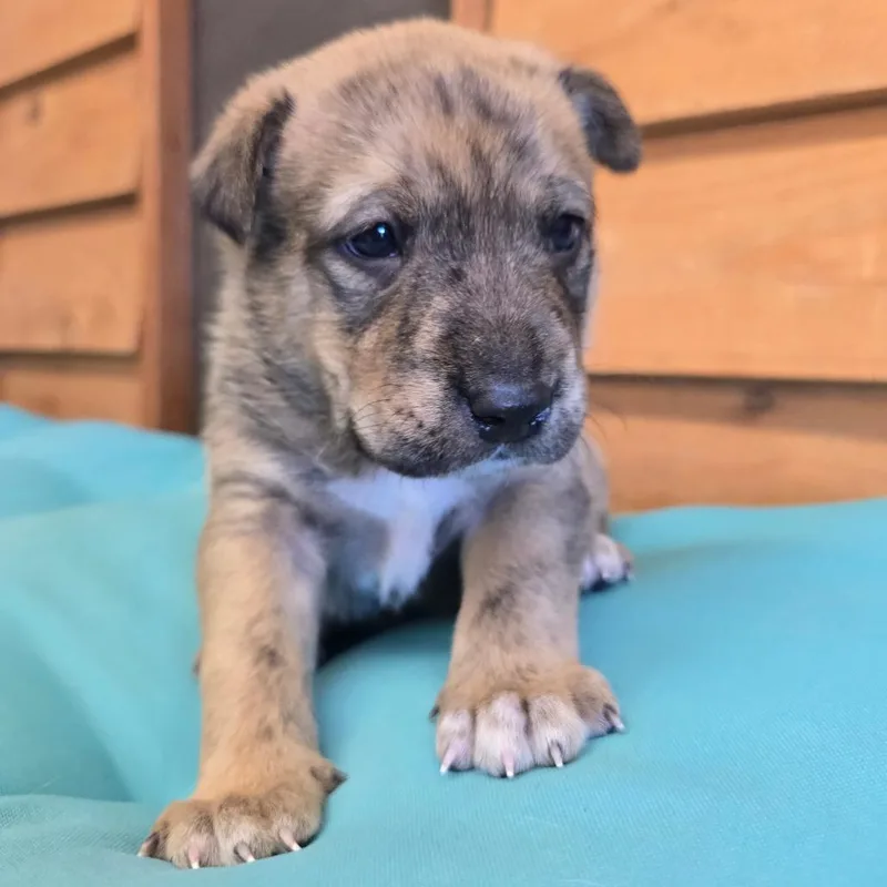 Huckleberry thumbnail 5