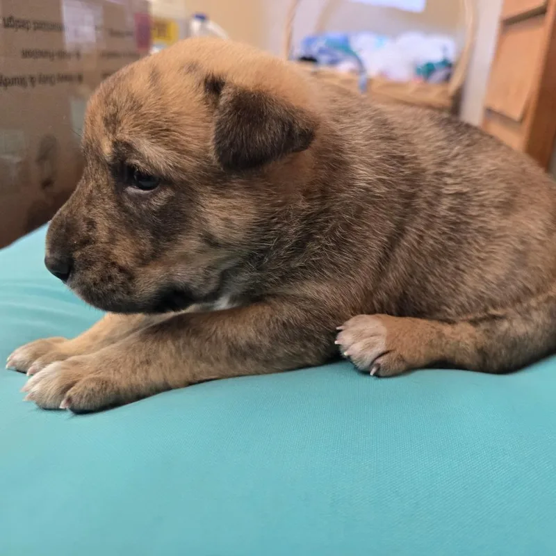 Huckleberry thumbnail 6