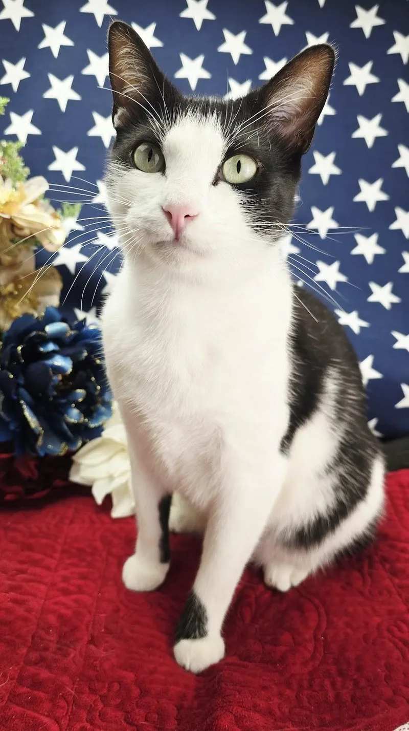 A young small-sized male Black & White / Tuxedo Domestic Short Hair cat named Deveraux for adoption in Ocean Springs, MS