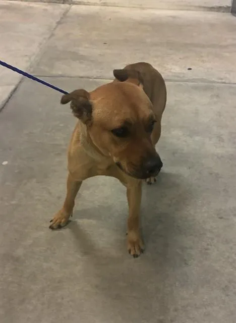 A young small-sized female Labrador Retriever dog named Luna for adoption in Miami, FL