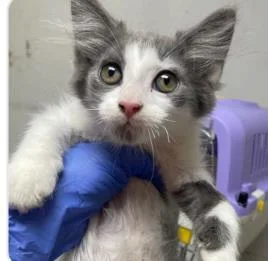 A baby small-sized male Domestic Short Hair cat named Scooby for adoption in Washington, DC