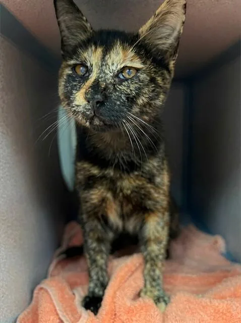 A baby medium-sized female Domestic Short Hair cat named Miriana for adoption in Agoura, CA