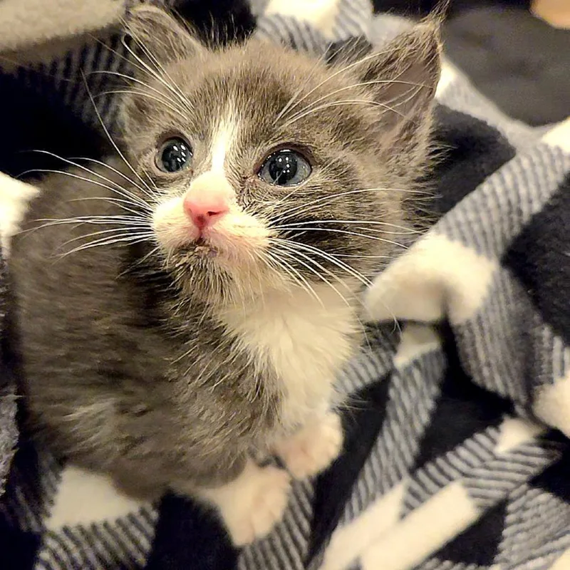 A baby small-sized male Gray / Blue / Silver Domestic Short Hair cat named Dectes for adoption in Commerce City, CO