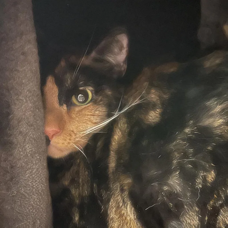 An adult large-sized female Calico Domestic Short Hair cat named Bawee for adoption in Hawthorne, CA
