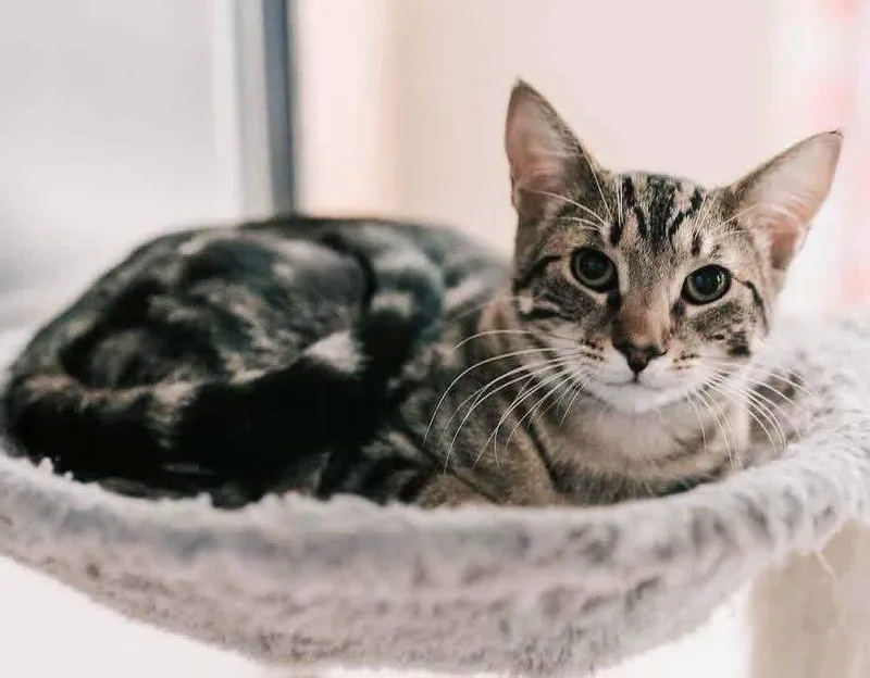A baby medium-sized male Gray / Blue / Silver Domestic Short Hair cat named Prince for adoption in Spring Lake, NJ