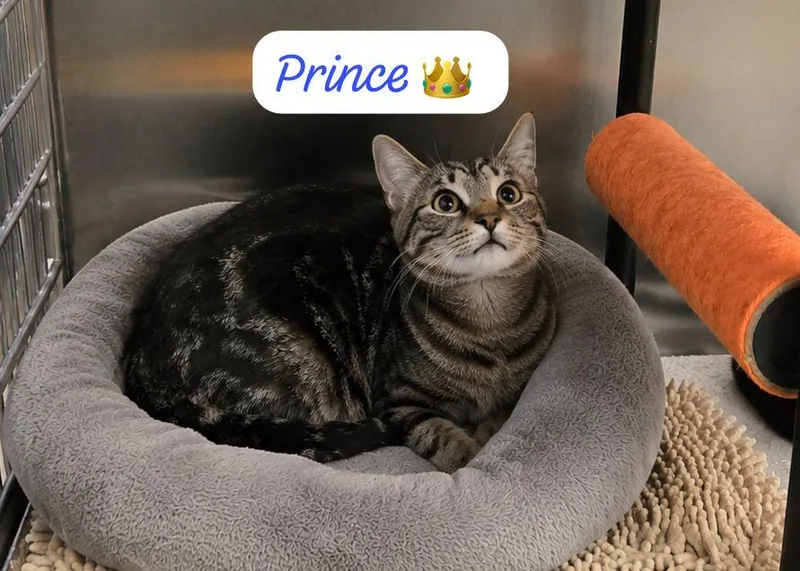 Prince thumbnail 2