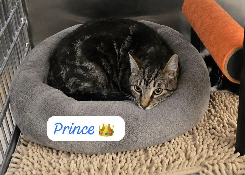 Prince thumbnail 3