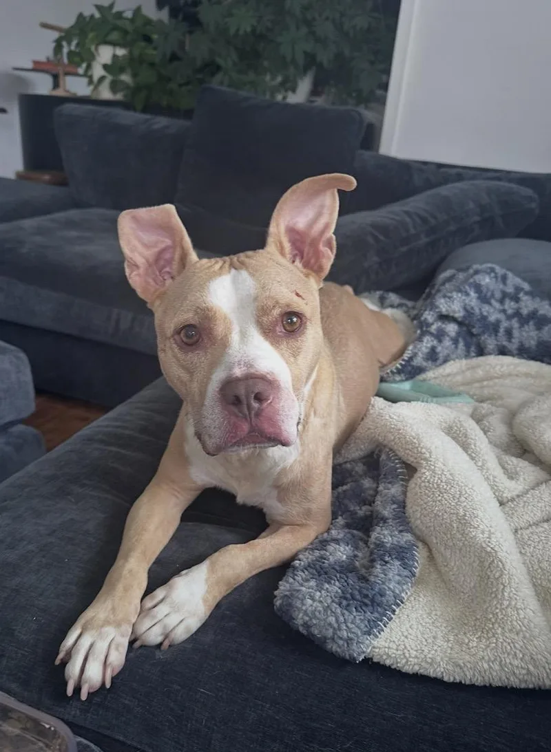 An adult medium-sized female Yellow / Tan / Blond / Fawn American Staffordshire Terrier dog named Barbara for adoption in Wonder Lake, IL