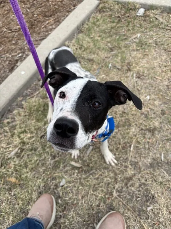 Dippin Dots thumbnail 2