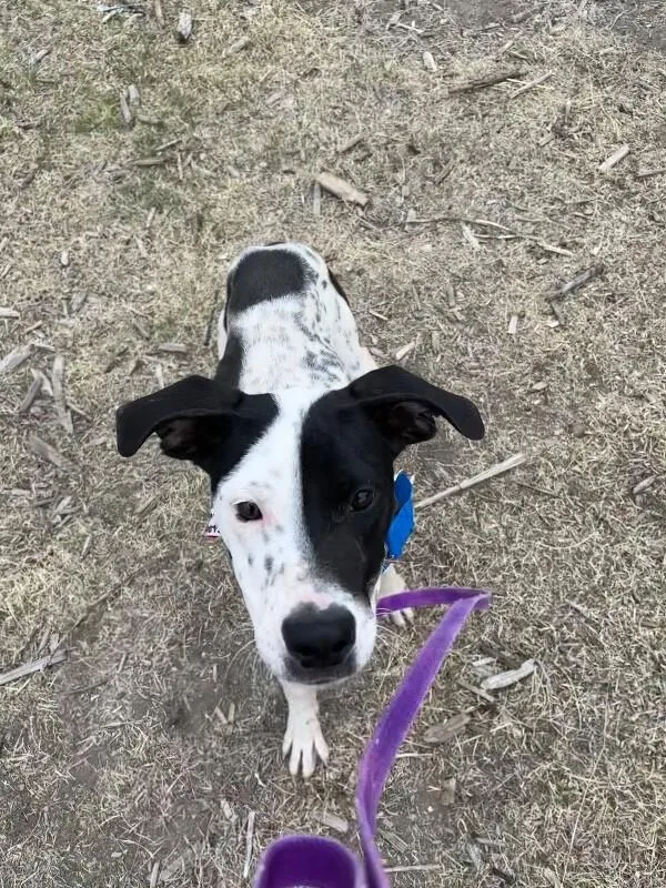 Dippin Dots thumbnail 5