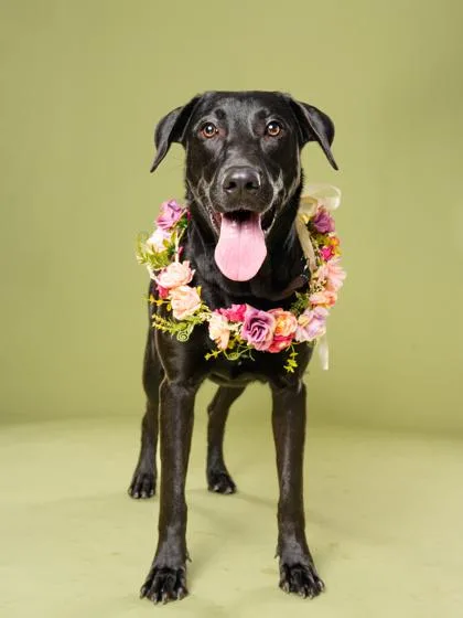 An adult medium-sized female Labrador Retriever dog named Spring Squire for adoption in Atlanta, GA