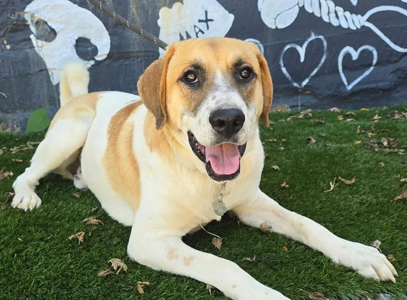 A young medium-sized male Labrador Retriever dog named Bear for adoption in Manhattan, NY